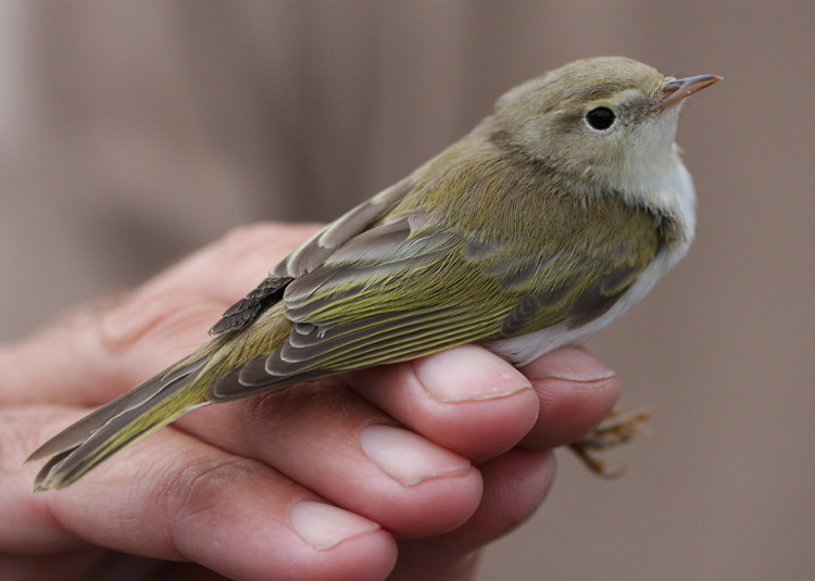 Western Bonelli's Warbler