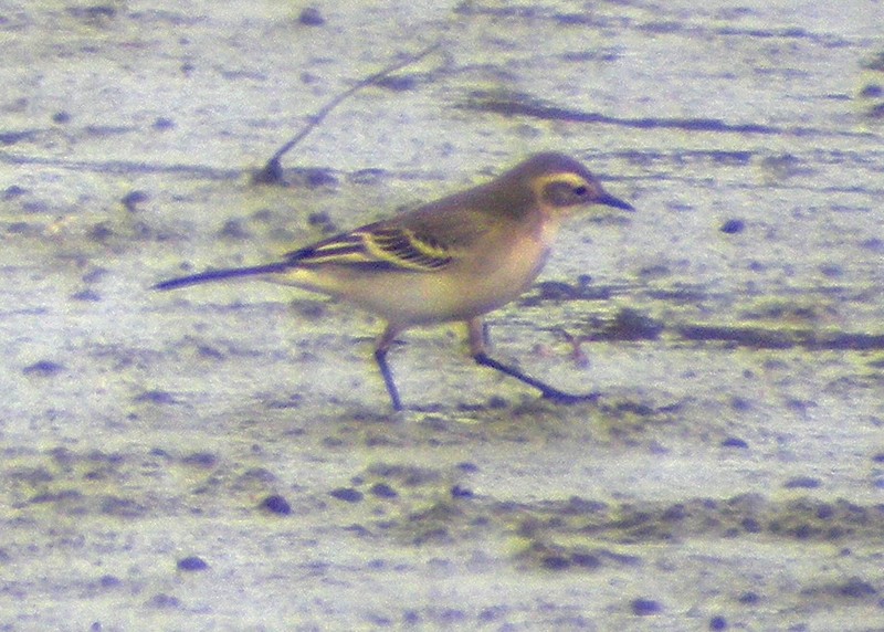 Citrine Wagtail