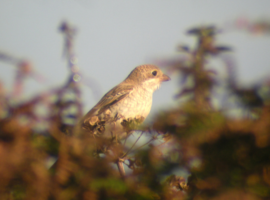 Woodchat Shrike