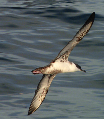 Great Shearwater