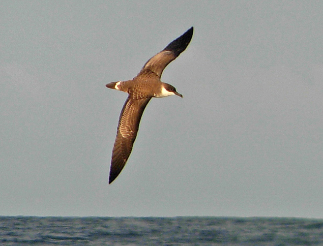 Great Shearwater