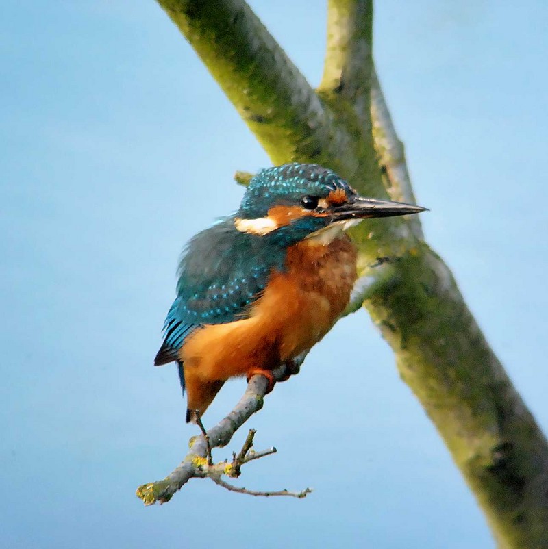 Kingfisher