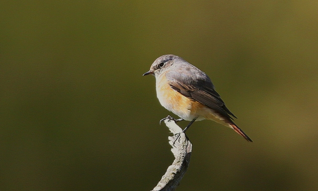 Redstart