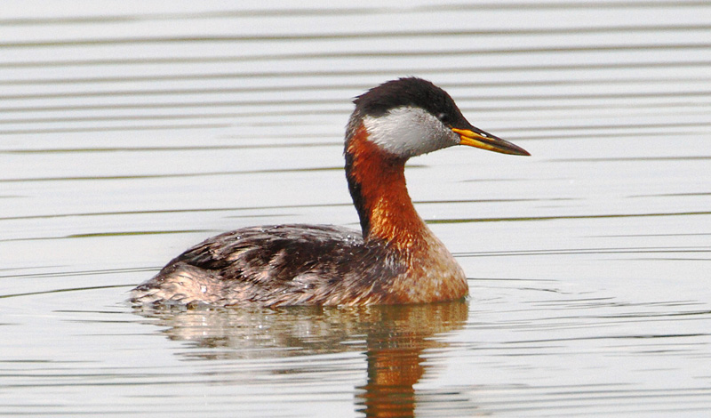 Red-necked Grebe