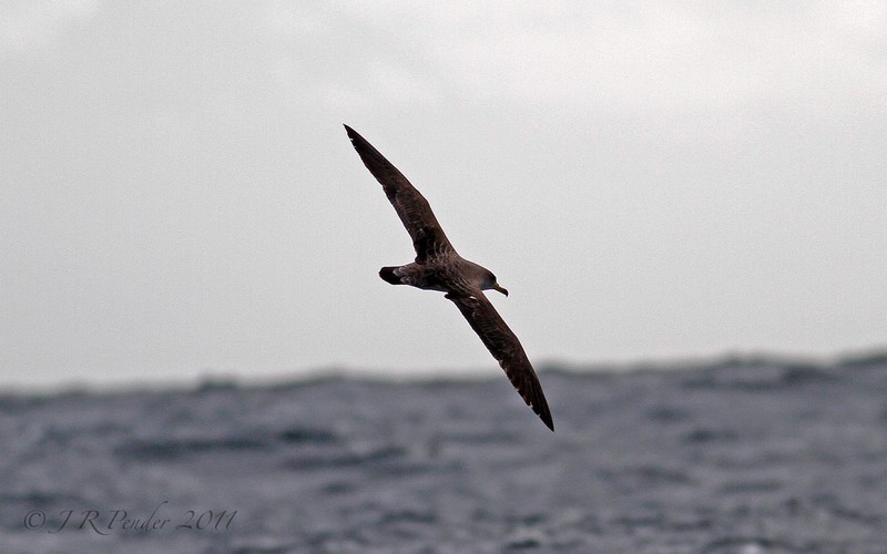 Cory's Shearwater