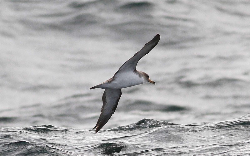 Cory's Shearwater