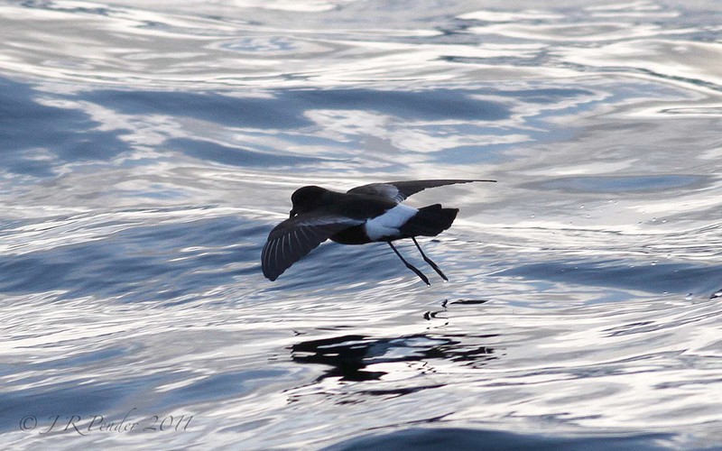 Wilson's Petrel