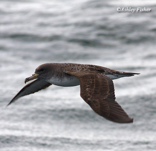Cory's Shearwater