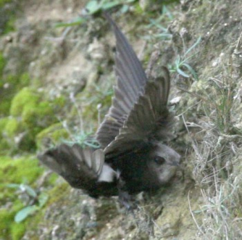 Little Swift