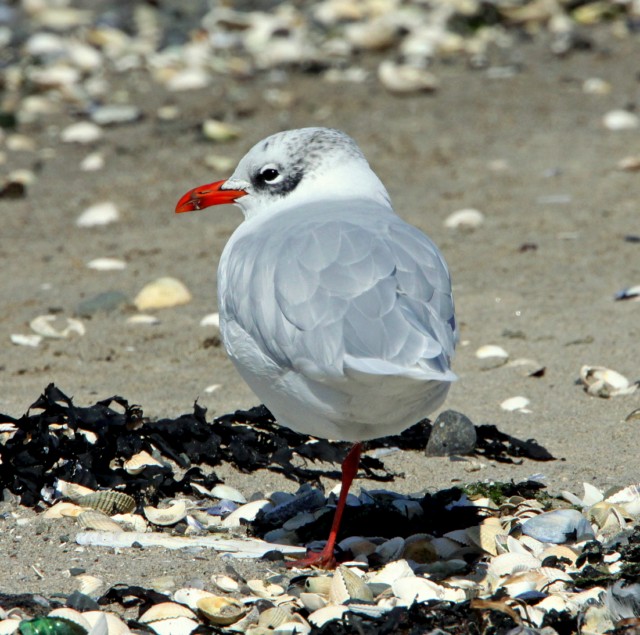 Mediterranean Gull