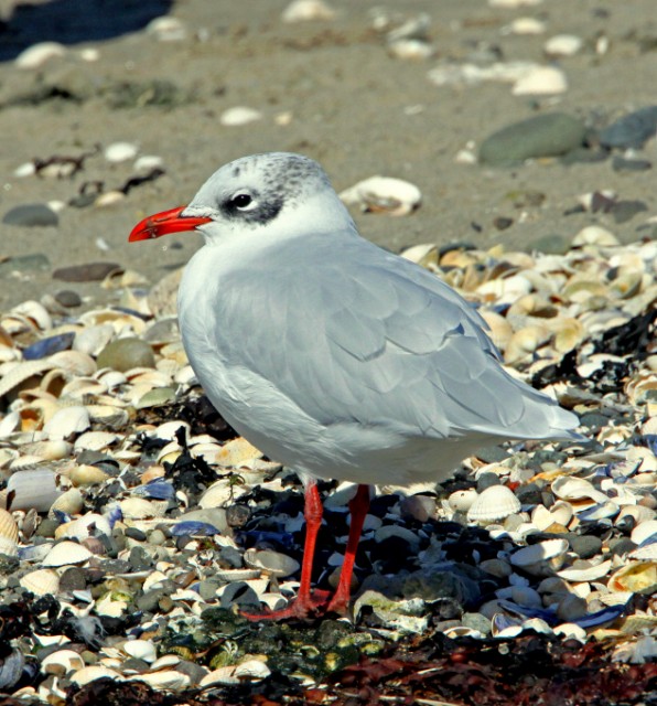 Mediterranean Gull