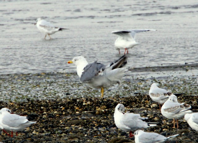 Yellow-legged Gull