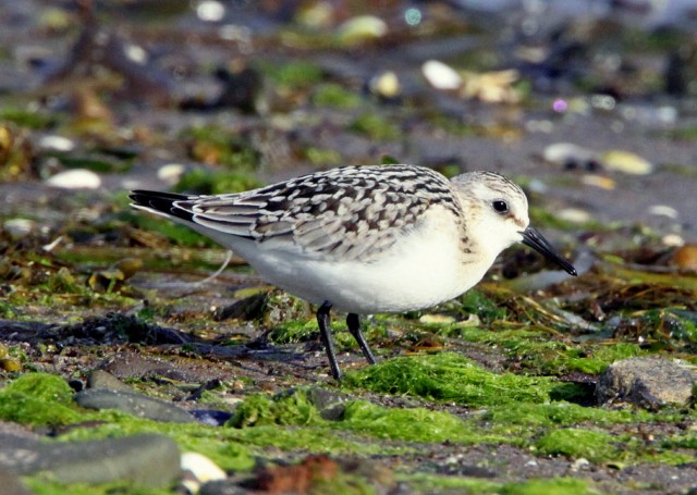 Sanderling