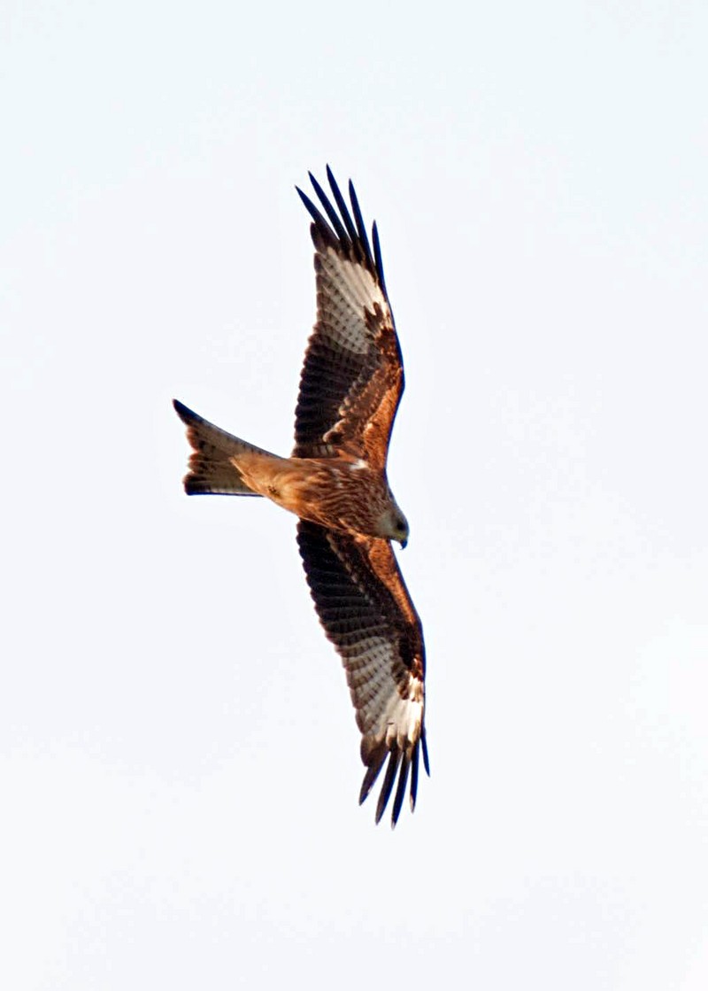 Red Kite