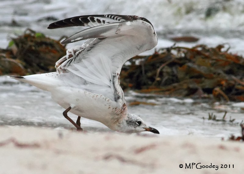 Mediterranean Gull