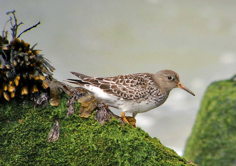 Purple Sandpiper