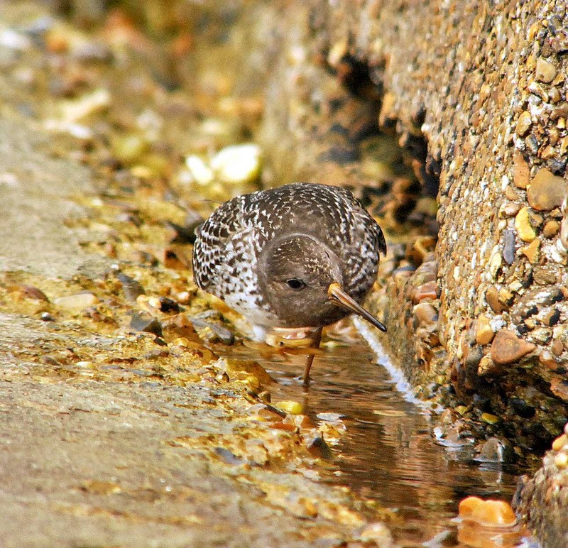 Purple Sandpiper