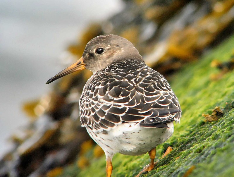Purple Sandpiper