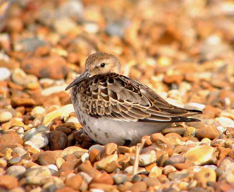 Dunlin