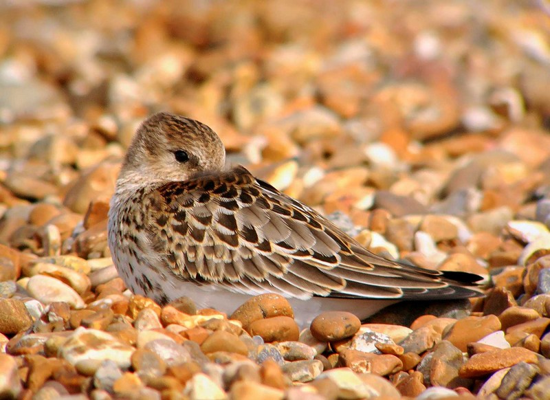Dunlin
