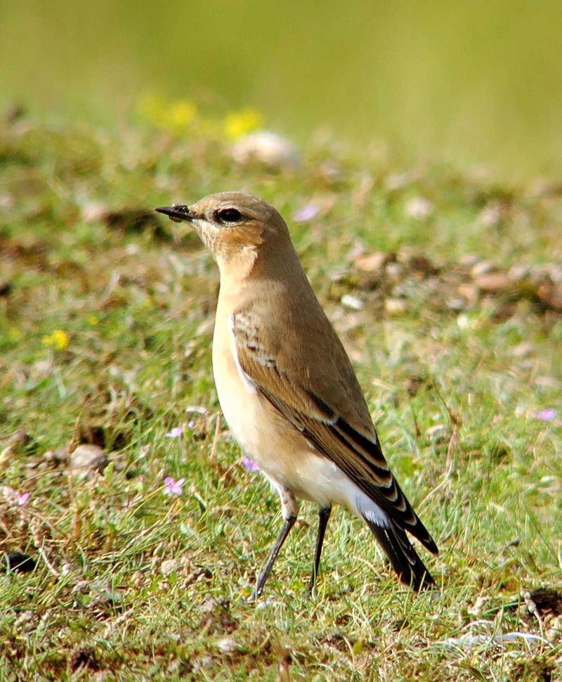 Wheatear