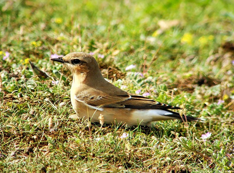 Wheatear