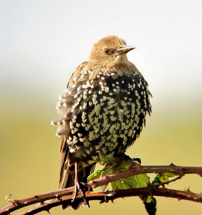 Starling