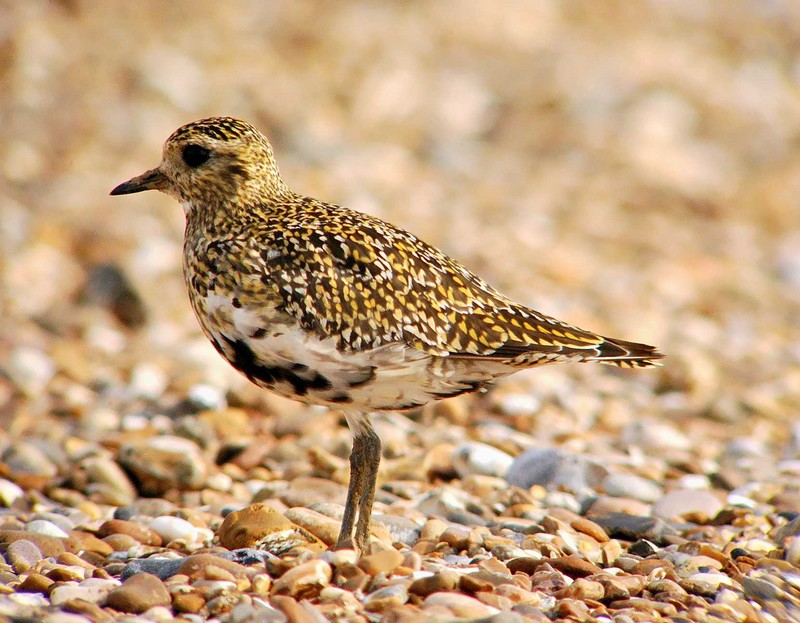 Golden Plover