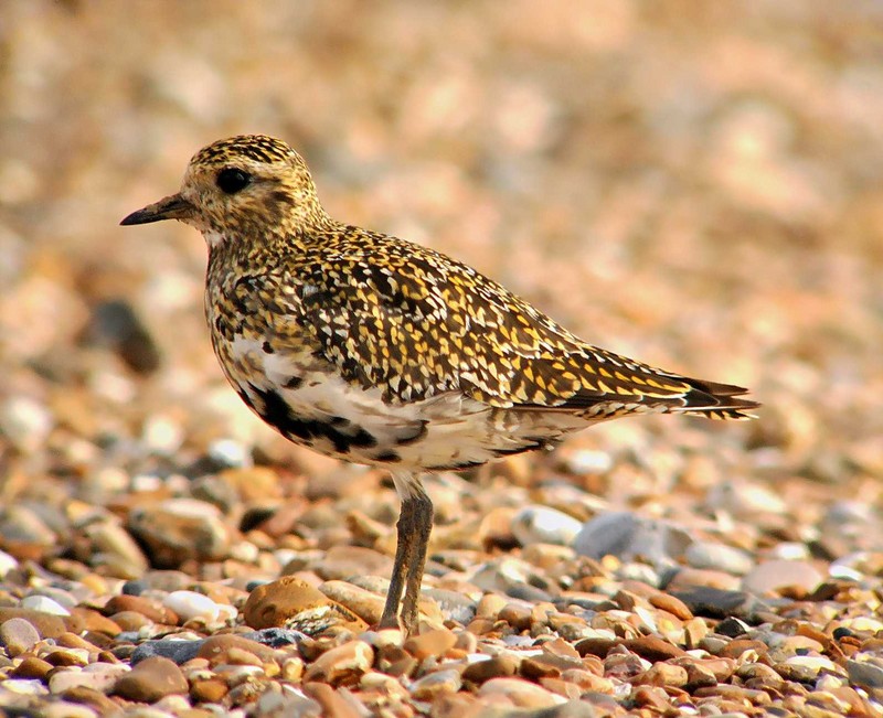 Golden Plover