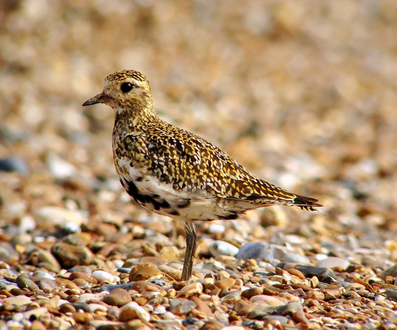 Golden Plover