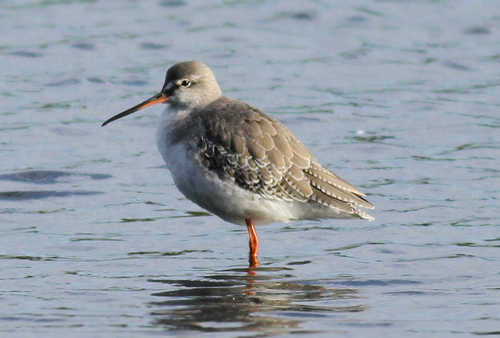 Spotted Redshank