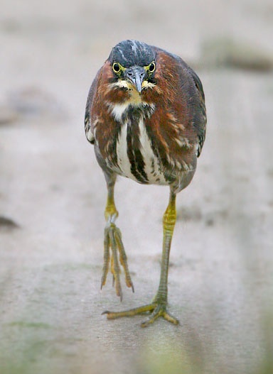 Green Heron