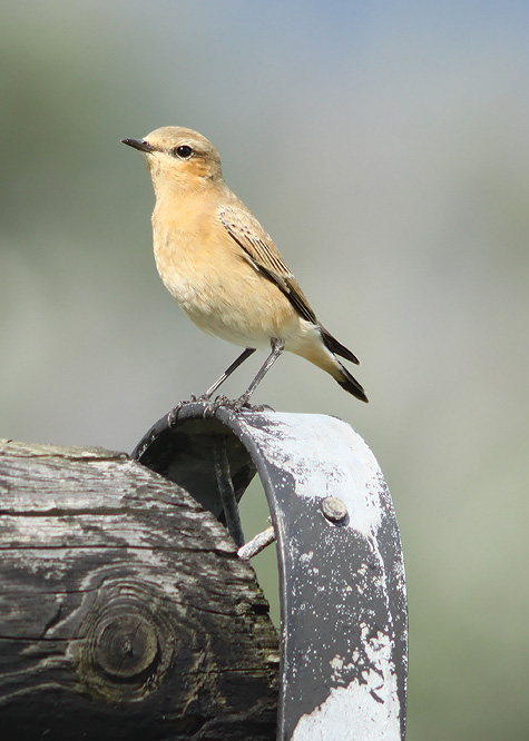 Wheatear