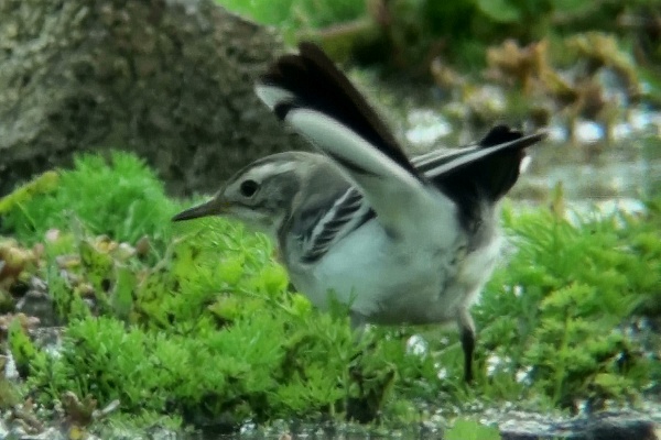 Citrine Wagtail