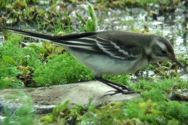 Citrine Wagtail