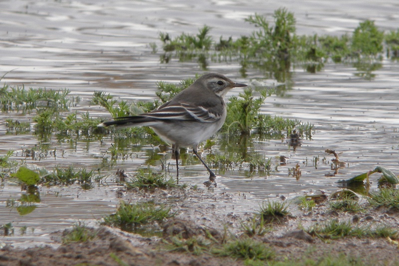Citrine Wagtail