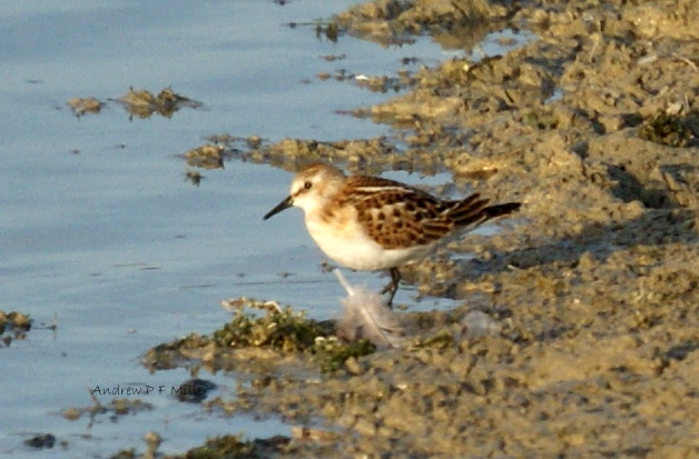 Little Stint