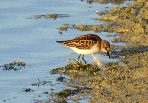 Little Stint