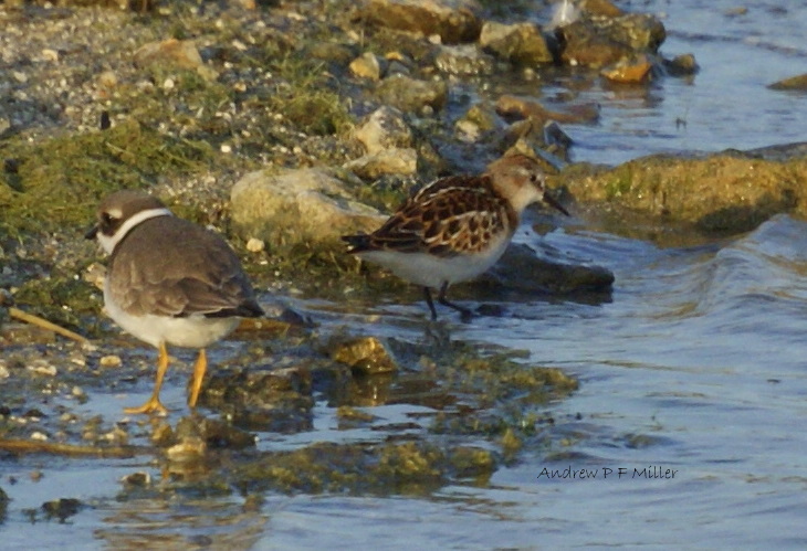 Little Stint