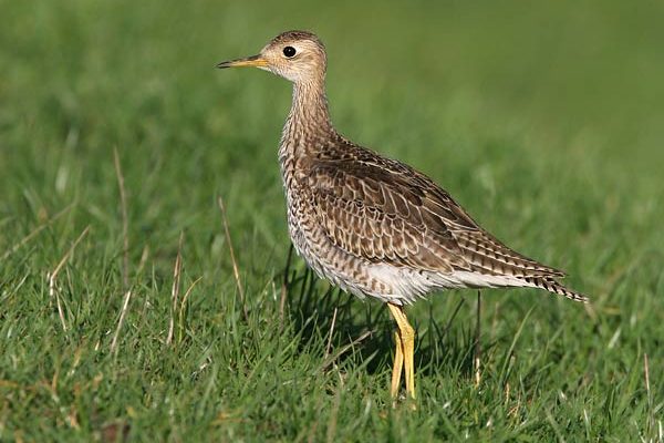 Upland Sandpiper