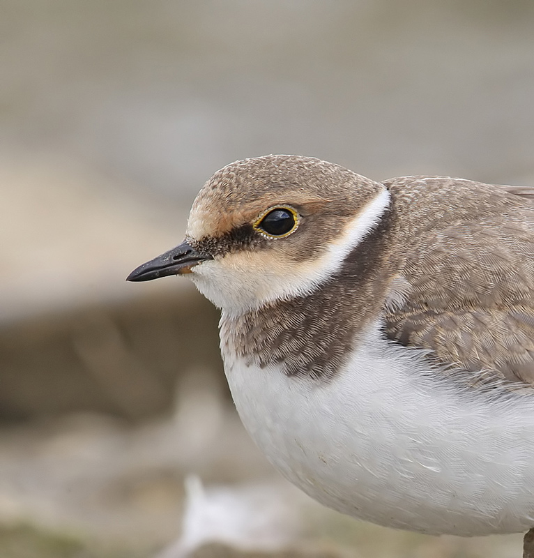 Little Ringed Plover