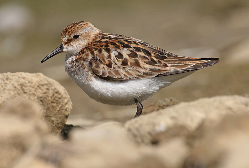 Little Stint