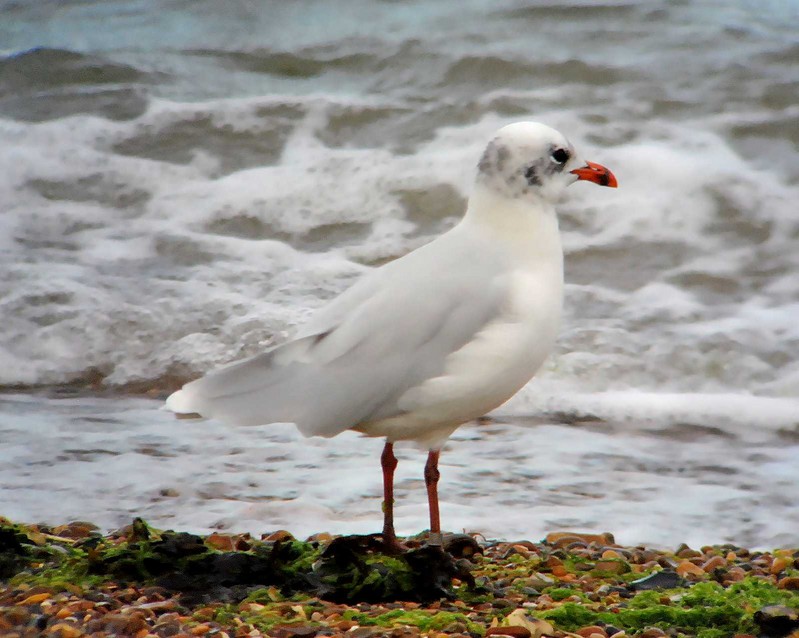 Mediterranean Gull