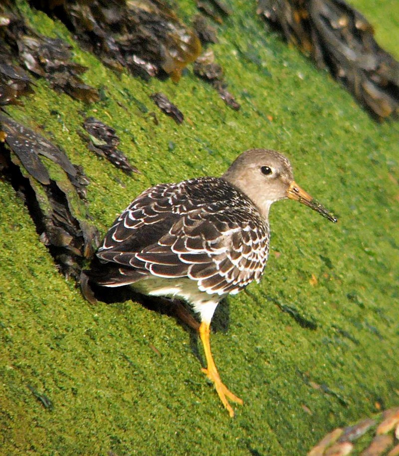 Purple Sandpiper