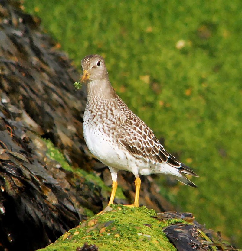 Purple Sandpiper