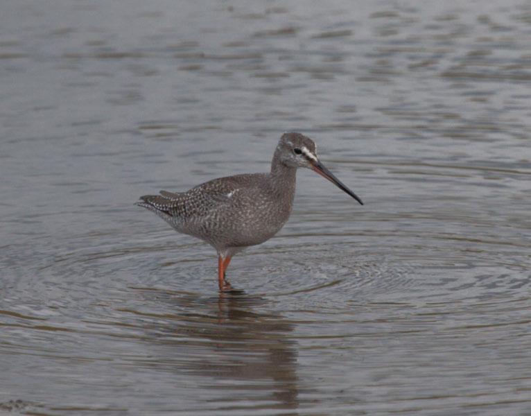 Spotted Redshank