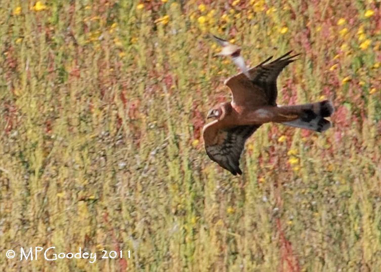 Pallid Harrier