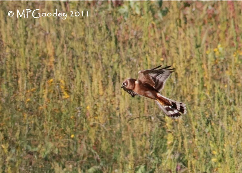 Pallid Harrier