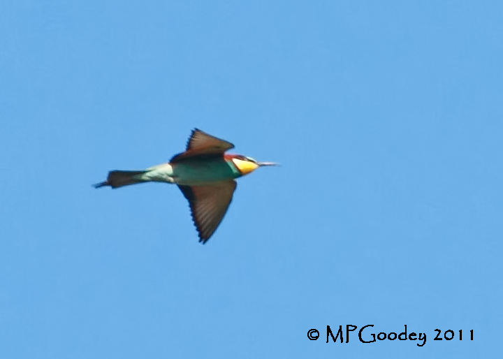 Bee-eater