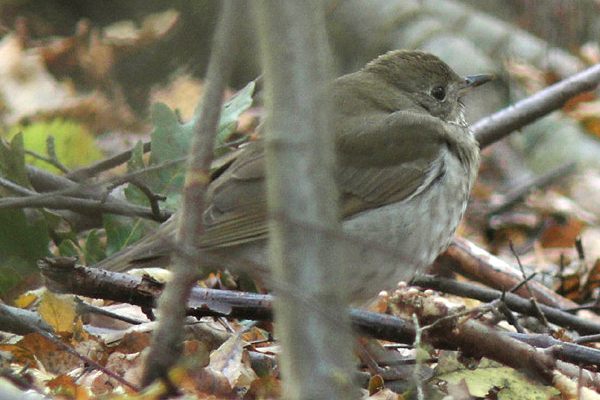 Grey-cheeked Thrush